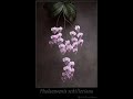 Forrest Gump Soundtrack - Orchid Flowers Slideshow Forrest Gump Soundtrack - Orchid Flowers Slideshow