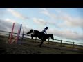 13 yrs 16 hh Bay Welsh X Mayfield