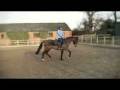 videos de 13 yrs 16 hh Bay Welsh X Mayfield