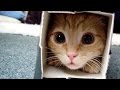 Crazy & Funny ANIMAL videos - LAUGH and ENTERTAINMENT for EVERYONE Crazy & Funny ANIMAL videos - LAUGH and ENTERTAINMENT for EVERYONE