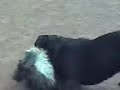 hundekampf