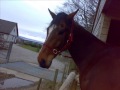 Paddy\ Paddy\