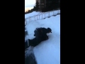 Fight! Fight! Fight!