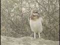 videos de James Yule Presents: 006 - Burrowing Owlet And The Bad Mouse
