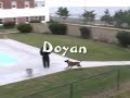 Intense Police Dog Training