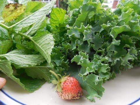 how to harvest vietnamese mint