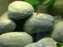 unser malawi becken unser malawi becken