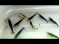 Drip-Acclimating Orange Eye Blue Tiger Shrimp