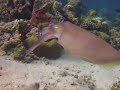 Cuttle Fish Hunting