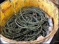 Baiting trawl (longline hooks)