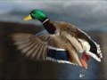 Michel Delpech *le chasseur*