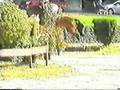 videos de Coletto1235