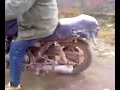 danu cu susuka