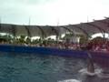 videos de Miami Seaquarium 3