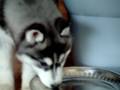 videos de Naivasha Reg'd Siberian Huskies 