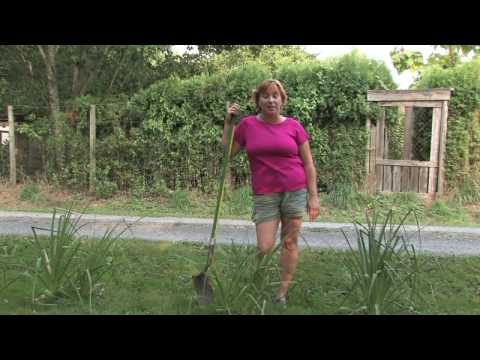 how to grow kniphofia uvaria