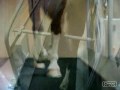 cambros-equine-treadmills.html