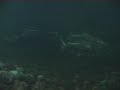 Salmon Run
