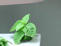 AeroGarden International Basil Seed Kit 7 of 7