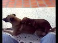 Perra salchicha kchua