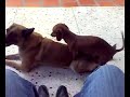 Perra salchicha kchua
