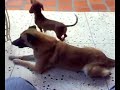 Perra salchicha kchua
