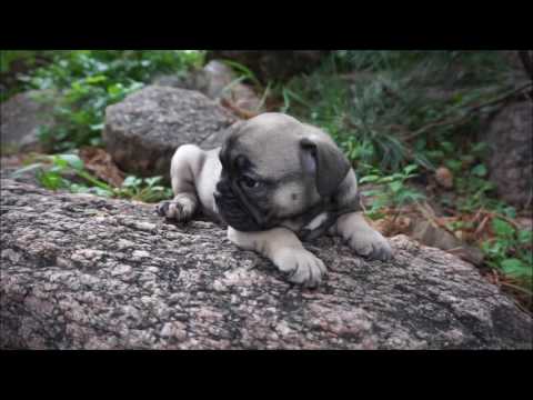 Asia AKC Fawn Sable Female French Bulldog Puppy for sale.