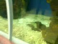 acuario guadalajara 2