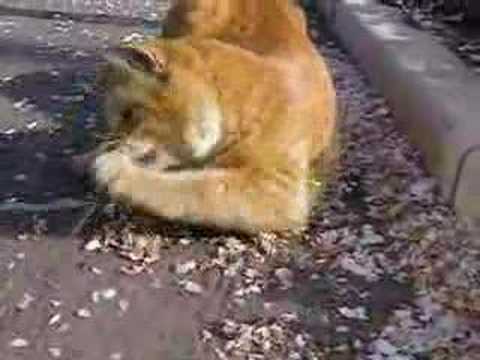 ねこメロ.TVをよろしく! Youtube(ユーチューブ・ゆーちゅーぶ)・Dailymotion動画