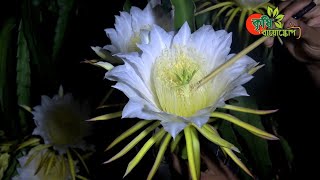 ড্রাগন ফুলের পরাগায়ন(Dragon Flower Hand Pollination )-সব ফুলেই ফল হবে, সাইজ বড় হবে...