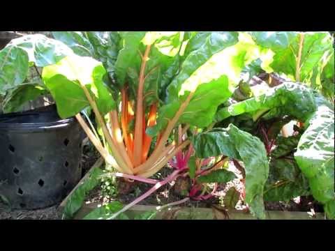 how to harvest swiss chard from your garden