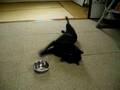 Schipperke　GAUDI