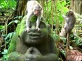 Monkey Forest