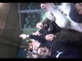 Heracles paupers