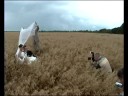 Viktorijos ir Arūno vestuvės, wedding slideshow with video