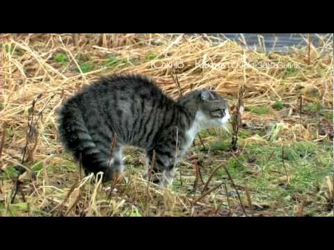 животное лиса