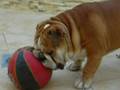 videos de THOR
