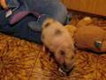 susy pig gioca