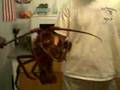 Giant 10 Ib spiny lobster caught off San Diego coast