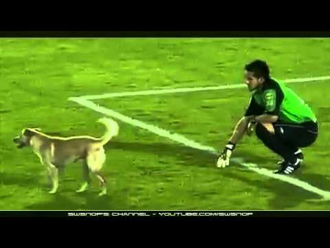 كلب يدخل الملعب - جنن اللاعبين