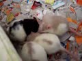 Baby pet rat kittens - 19 days old