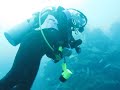 Save Grouper meets Marvin the Dirvemaster each trip to play