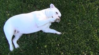 Chicago Dog Training Victorian Bulldog to Playing Dead Suburban K9!