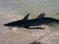 Seaside Shark - July 30, 2010