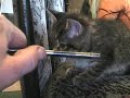 my kitten died and i redneck saved her.