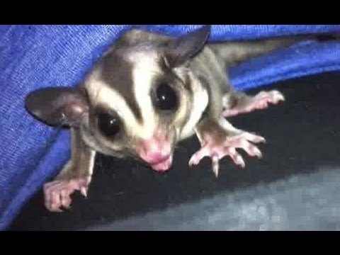 how to care for a sugar glider