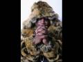 Young Jeezy Vs Gucci Mane/Beef