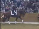 equestrian sports   popcorn