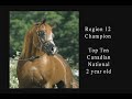 Websters Arabians: Beyond Gold Websters Arabians: Beyond Gold