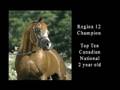 Websters Arabians: Beyond Gold